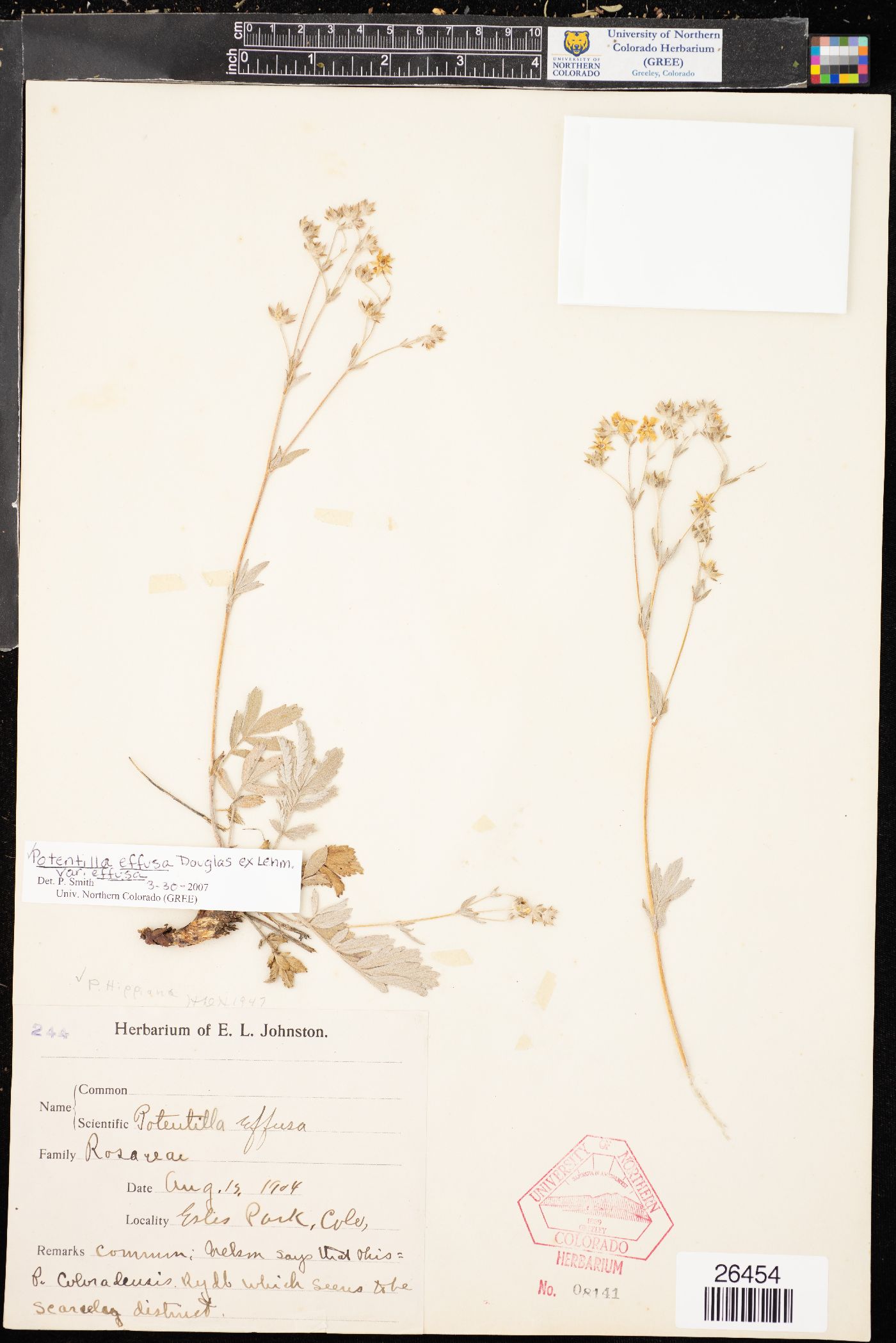 Potentilla effusa var. effusa image