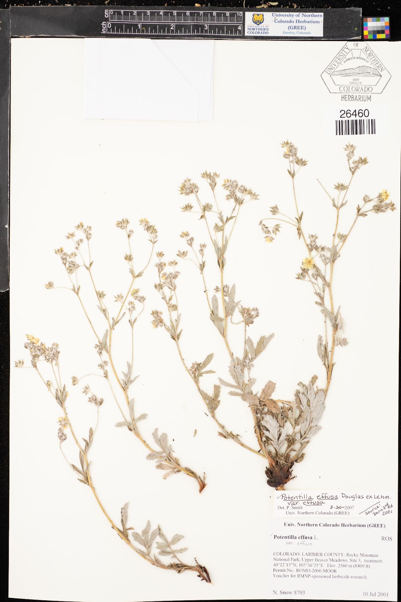 Potentilla effusa image