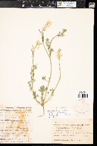 Corydalis aurea subsp. occidentalis image