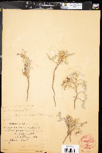 Cuscuta californica var. breviflora image