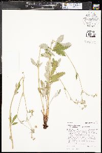 Potentilla hippiana image