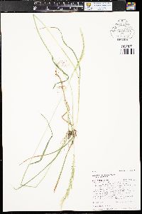 Trisetum montanum var. montanum image