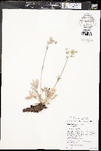 Potentilla hippiana image