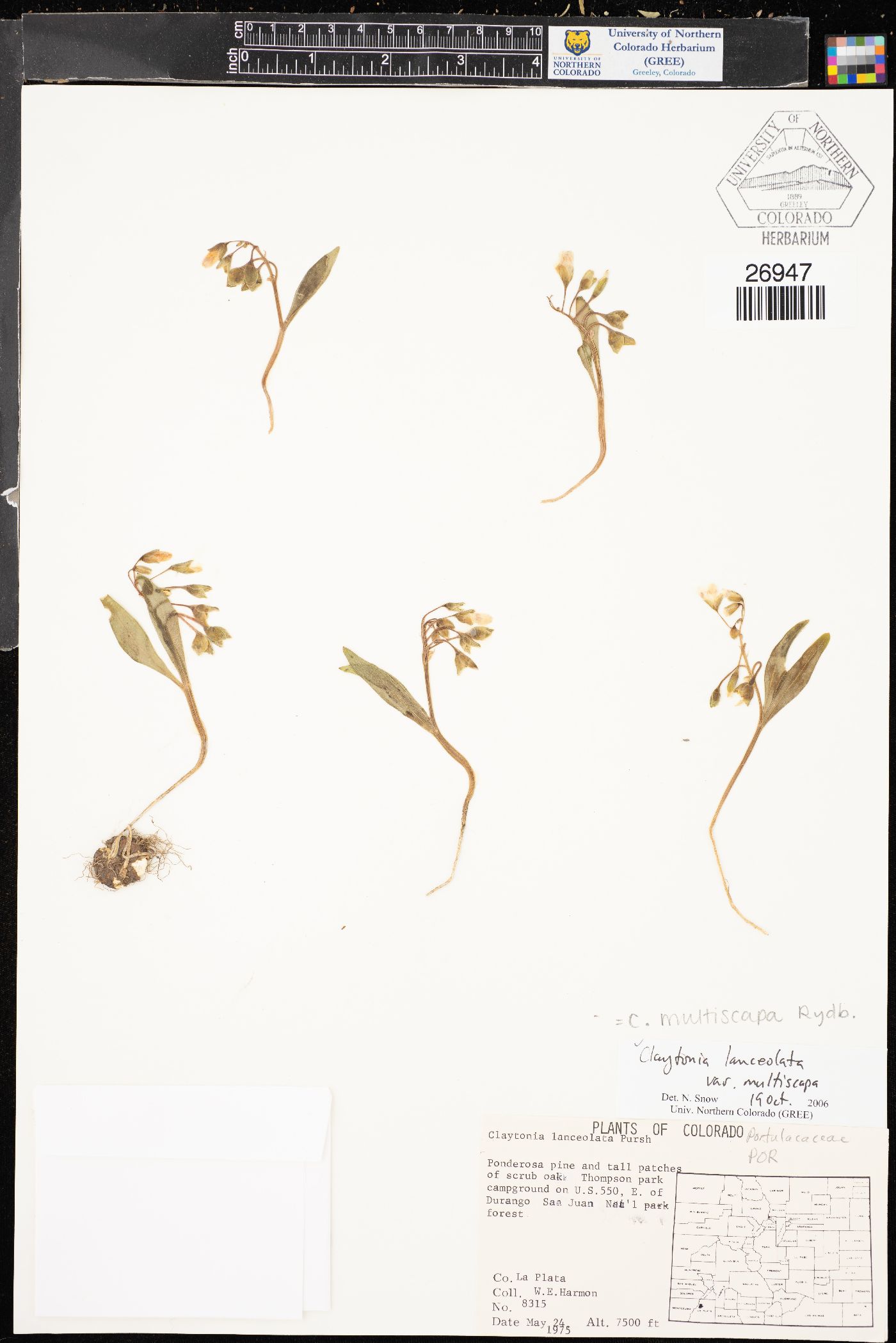 Claytonia lanceolata var. multiscapa image