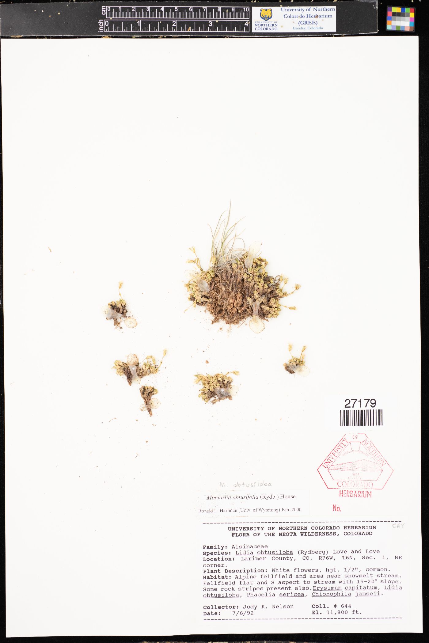 Cherleria obtusiloba image