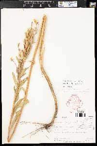 Oenothera villosa image