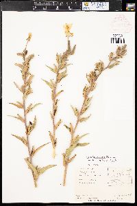 Oenothera villosa image