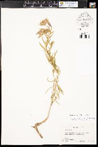 Oenothera villosa image