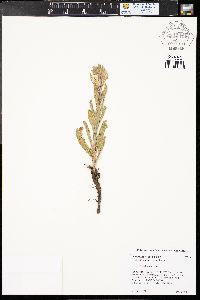 Oenothera villosa subsp. strigosa image
