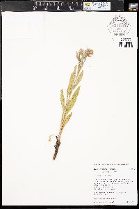 Oenothera villosa subsp. strigosa image