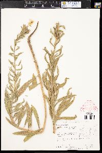 Oenothera villosa subsp. strigosa image