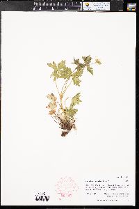 Geranium richardsonii image