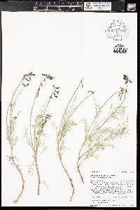 Astragalus coltonii var. moabensis image