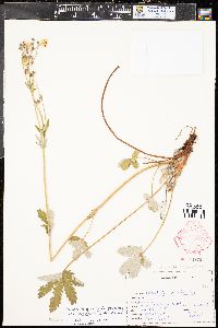 Potentilla pulcherrima image