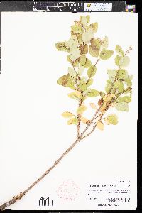 Symphoricarpos occidentalis image