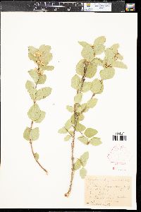 Symphoricarpos occidentalis image