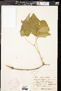 Rubus parviflorus image