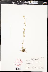 Draba aurea image