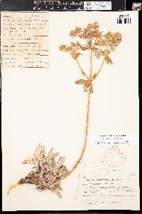 Eriogonum arcuatum image