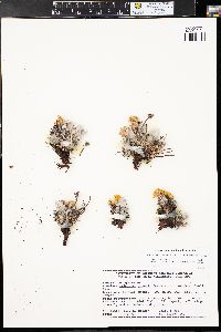 Eriogonum arcuatum var. xanthum image