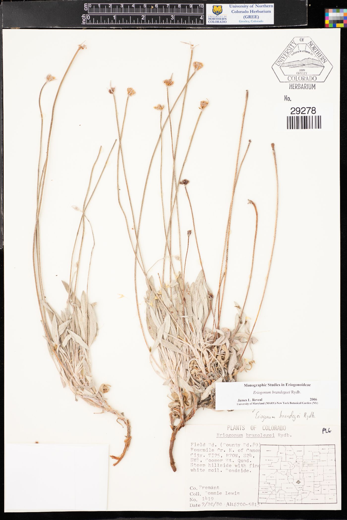 Eriogonum brandegei image