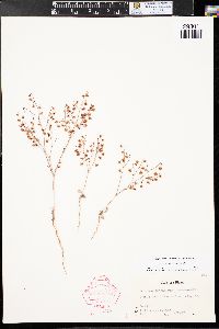 Eriogonum cernuum image