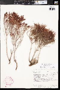 Eriogonum effusum image