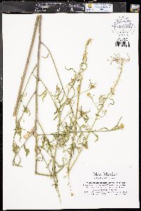 Thelypodium integrifolium image