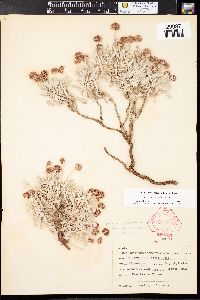 Eriogonum pauciflorum var. pauciflorum image