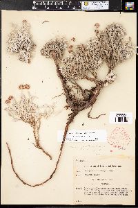 Eriogonum pauciflorum image