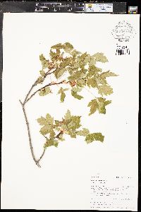 Acer glabrum image