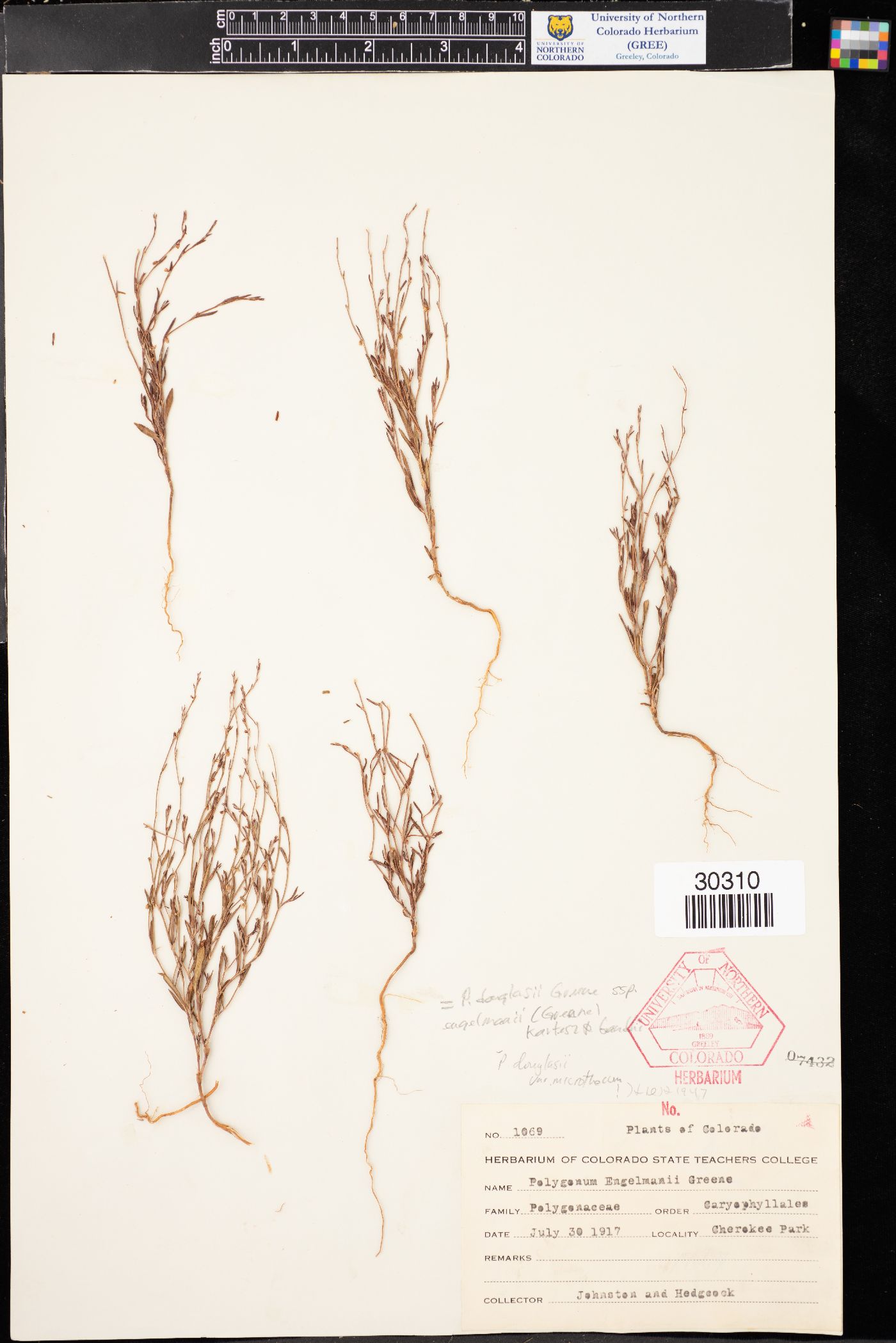 Polygonum douglasii subsp. engelmannii image