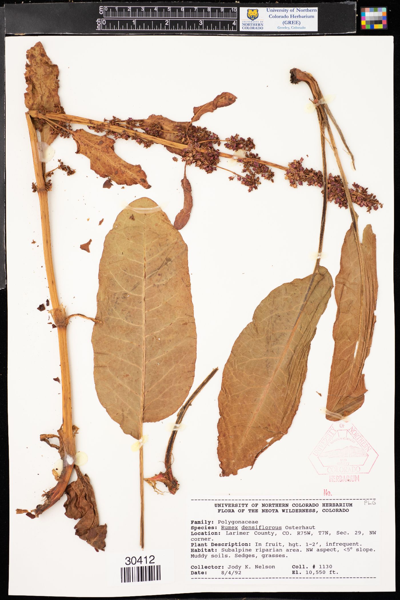 Rumex densiflorus image