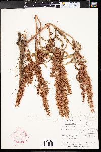 Rumex fueginus image