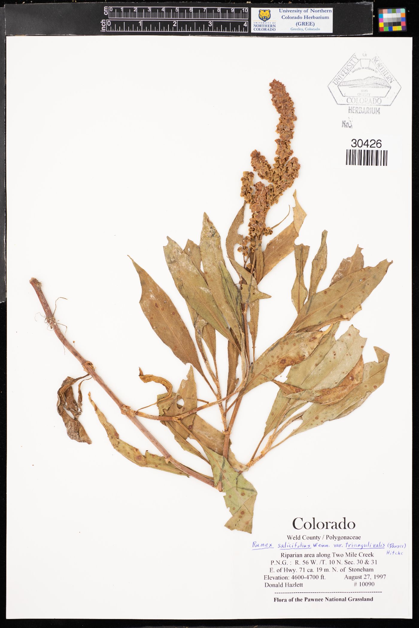 Rumex salicifolius var. mexicanus image