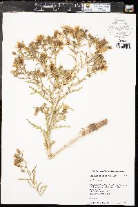 Mentzelia multiflora image