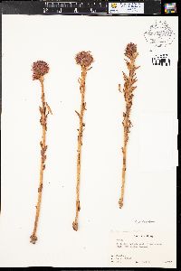 Rhodiola rhodantha image