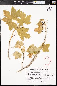 Ribes laxiflorum image