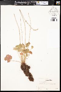 Heuchera parvifolia image