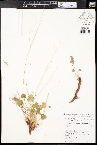 Heuchera parvifolia image