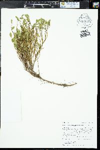 Vaccinium scoparium image