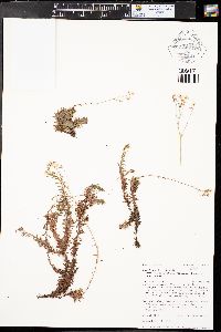 Saxifraga bronchialis subsp. austromontana image