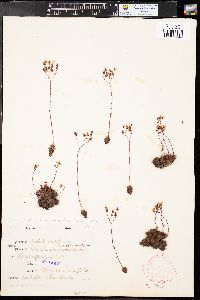 Saxifraga bronchialis subsp. austromontana image