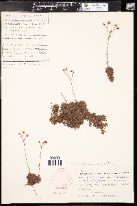 Saxifraga bronchialis subsp. austromontana image