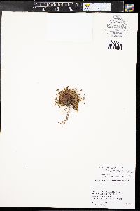 Saxifraga cespitosa subsp. delicatula image