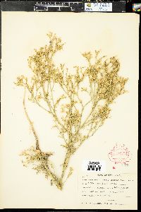 Aliciella pinnatifida image