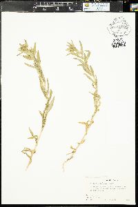 Collomia linearis image