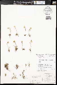 Saxifraga chrysantha image