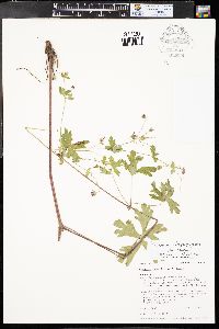 Geranium atropurpureum var. cowenii image