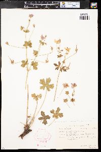 Geranium caespitosum image